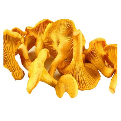 GIROLLES - BOÎTE DE 30 G