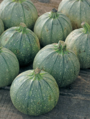COURGETTE DE NICE A FRUITS RONDS - 10 G