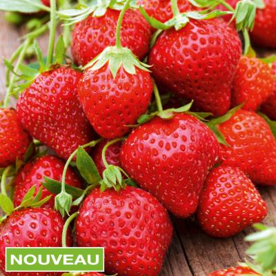 FRAISIER ANABELLE - 40 PLANTS