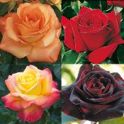 OFFRE SPECIALE ROSIERS BUISSONS - 4 ROSIERS