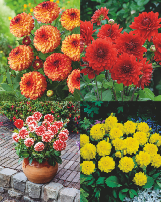 OFFRE DAHLIAS 8 DAHLIAS  - 10 BULBES