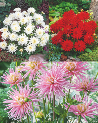 OFFRE SPECIALE 6 DAHLIAS BUISSONS CACTUS