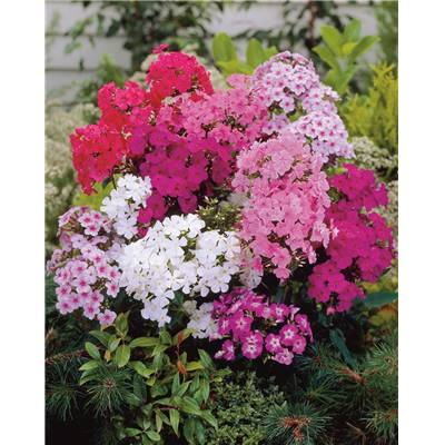 PHLOX EN MELANGE - 4 BULBES