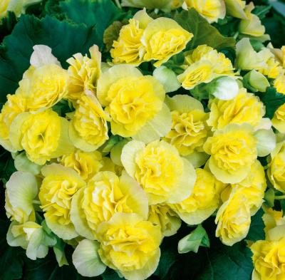 BEGONIAS DOUBLES - JAUNE FILET DE 3 BULBES