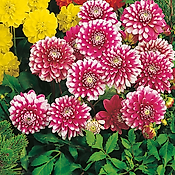 DAHLIA MUSETTE - 2 BULBES