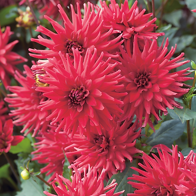 DAHLIA CACTUS RED PIGMY - 2 BULBES