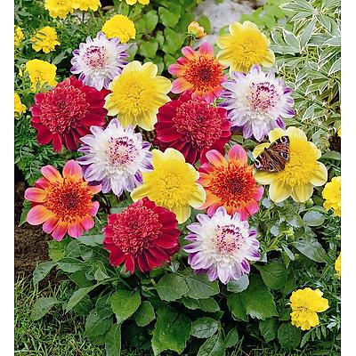 MELANGE 5 DAHLIAS FLEURS D ANEMONES