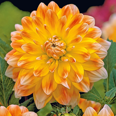 DAHLIA DECORATIF PEACH CREAM - 1 BULBE