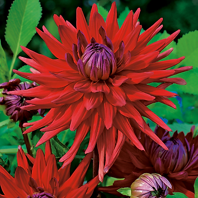 DAHLIA CACTUS RED CORONA - 1 BULBE