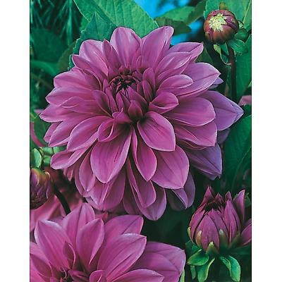 DAHLIA GEANT LILAC TIME