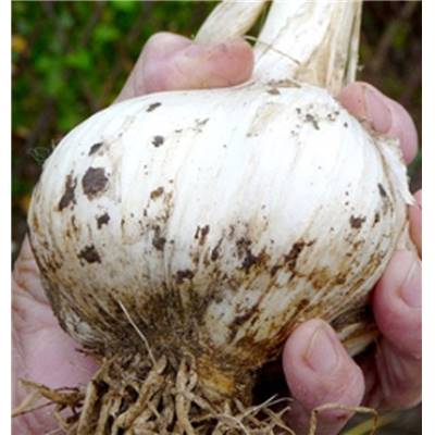 AIL ELEPHANT - Allium  ampeloprasum - LE FILET DE 125 G