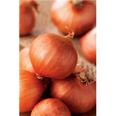ECHALOTE RED SUN- 1 KG