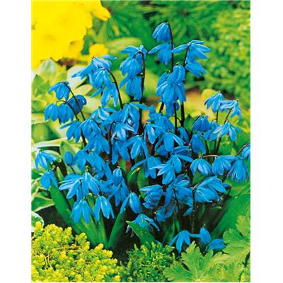 SCILLA DE SIBERIE - 10 BULBES + 5 OFFERTS
