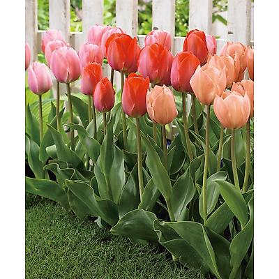 MELANGE TULIPES VAN EIJK - 15 BULBES