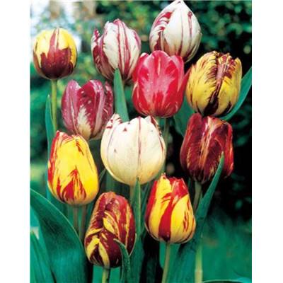 TULIPES FLAMMEES EN MELANGE - 10 BULBES