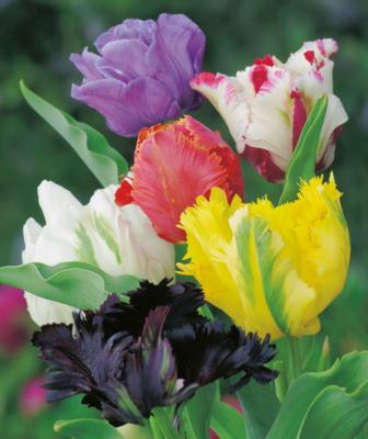 TULIPES PERROQUET EN MELANGE - 10 BULBES