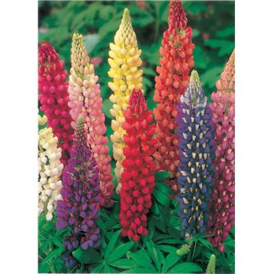 LUPIN POLYPHYLLE DE RUSSEL - 2 G