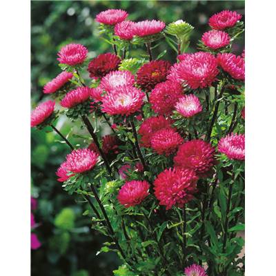 REINE MARGUERITE CERISE - 1 G