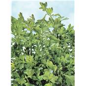 CRESSON ALENOIS - 10 G