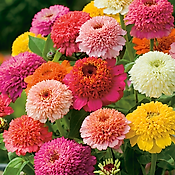 ZINNIA SCABIEUSE - 2 G