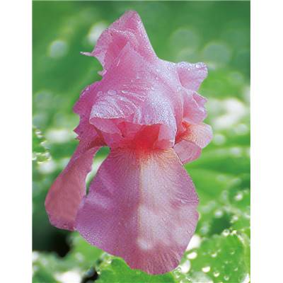 IRIS DES JARDINS FLAMANT ROSE - LE GODET