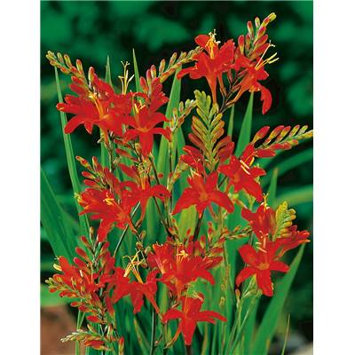 CROCOSMIA MASONORUM RED - 3 GODETS