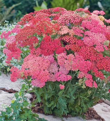 ACHILLEA MILLEFOLIUM PAPRIKA