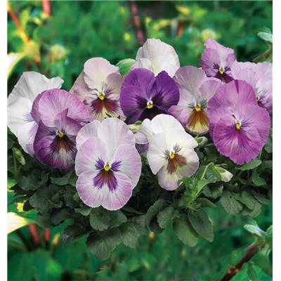 MELANGE PENSEES DELTA PURPLE - LOT DE 9 GODETS