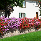 COLLECTION 9 GERANIUMS - ROI DES BALCONS