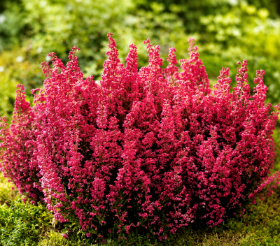 BRUYERE D'HIVER ERICA ROUGE - LOT DE 3 GODETS