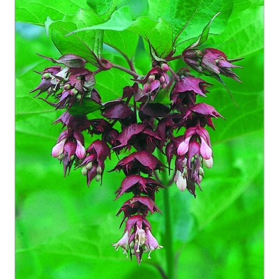 LEYCESTERIA FORMOSA