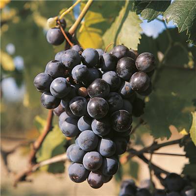 VIGNE MUSCAT BLEU - POT 1.5 LITRE