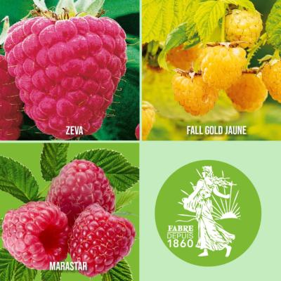 OFFRE SPECIALE 3 FRAMBOISIERS