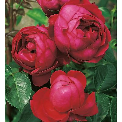 ROSIER ANCIEN RED EDEN ROSE - LE ROSIER