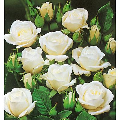 ROSIERS POLYANTHA KORBIN - 3 ROSIERS