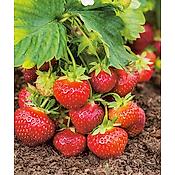 FRAISIER FAVETTE - 10 PLANTS