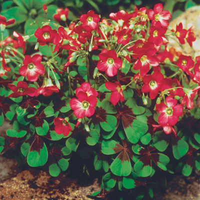 CADEAU 15 BULBES OXALIS DEPPEI
