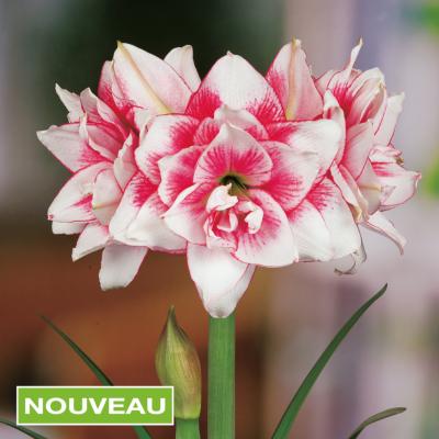 AMARYLLIS DOUBLE ELVAS - 1 BULBE