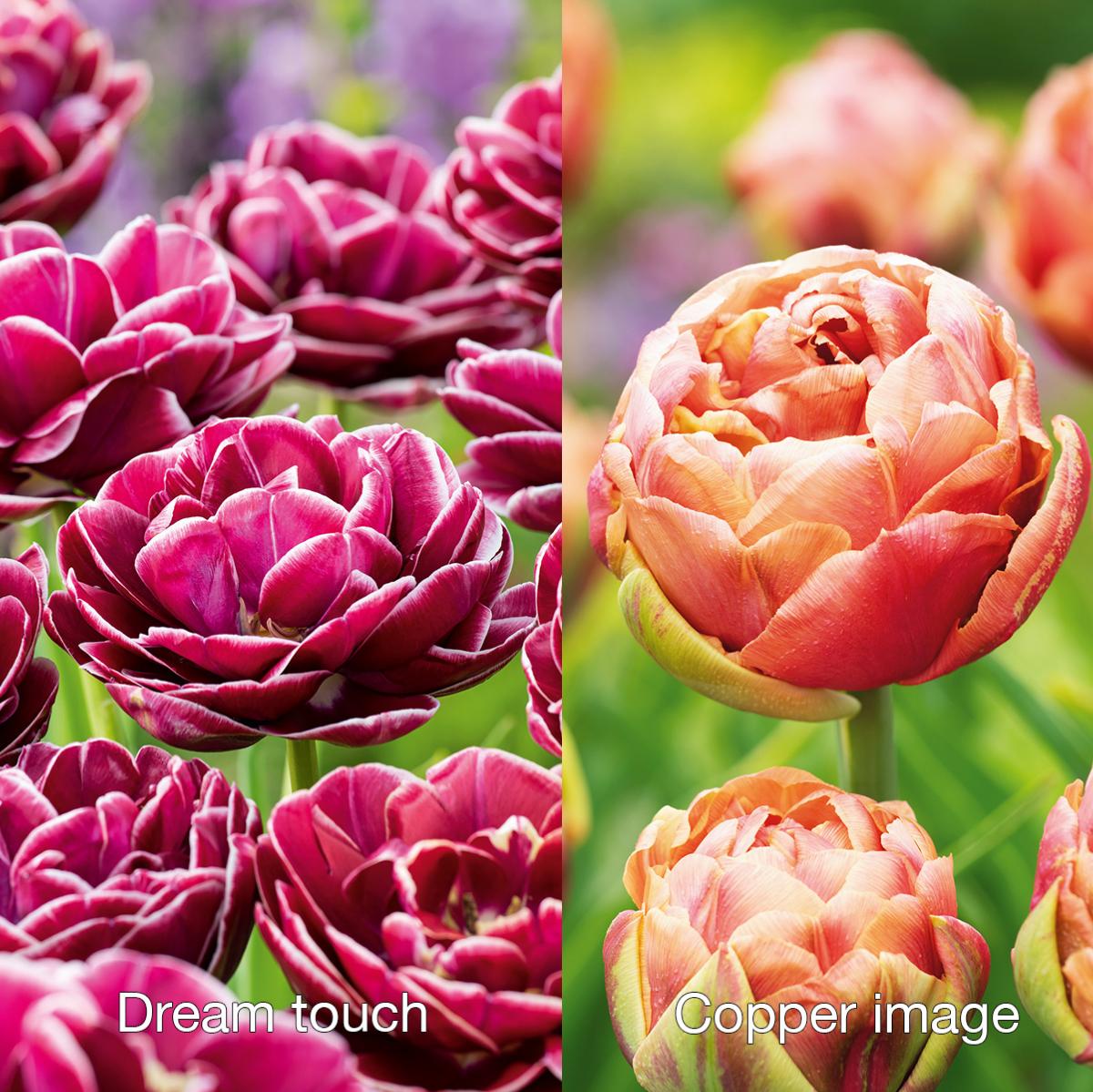 Ensemble taille L - 45 bulbes de tulipes, sélection des 9 plus belles  variétés - – Garden Seeds Market