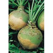 CHOU NAVET RUTABAGA JAUNE COLLET VERT - 250 G