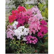 PHLOX EN MELANGE - 4 BULBES