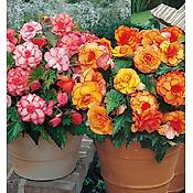 BEGONIA SUPERBA FLEURS GEANTES - 6 BULBES