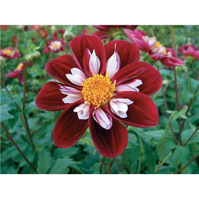 DAHLIA COLLERETTE MARIE