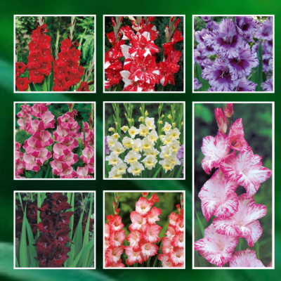 SUPER COLLECTION DE GLAIEULS - 80 BULBES