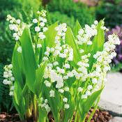 MUGUET - 10 RHIZOMES