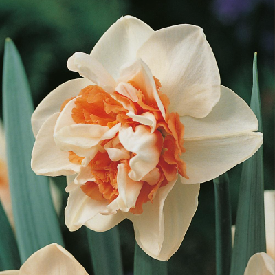 NARCISSE DELNASHAUGH- 5 BULBES