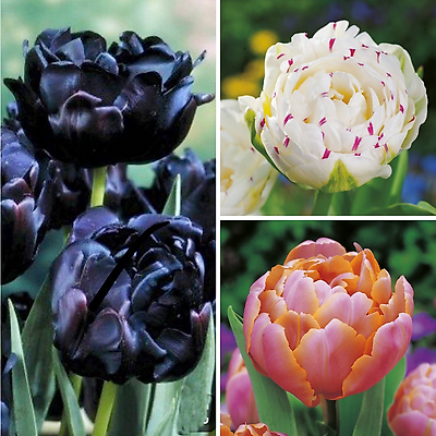 OFFRE SPECIALE 15 TULIPES 11/12