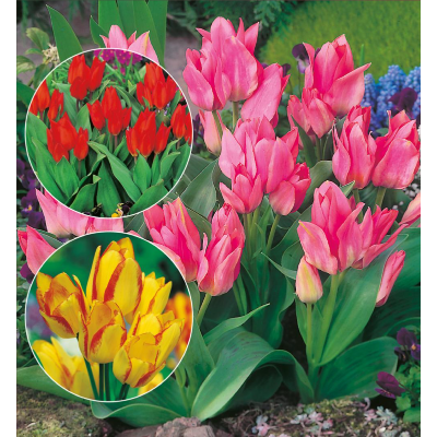 30 Tulipes Botaniques et Plurilores