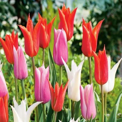 MELANGE TULIPES FLEURS DE LYS - 10 BULBES