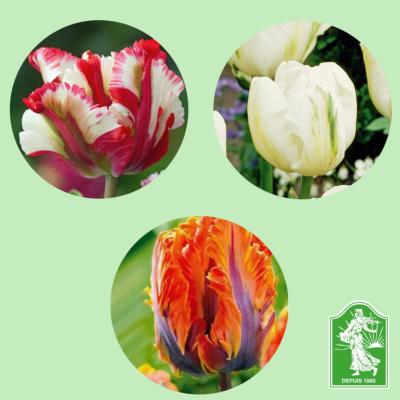 COLLECTION TULIPES PERROQUETS - 18 BULBES